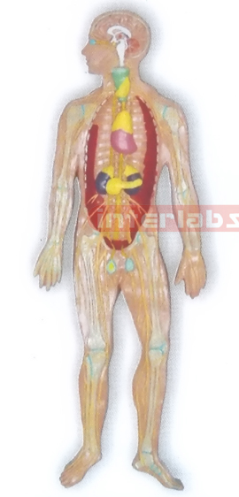 MAGNET-HANGING HUMAN ENDOCRINE SYSTEM MODEL